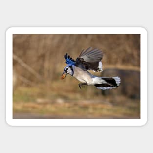 Have nut - Will travel - Blue Jay Sticker